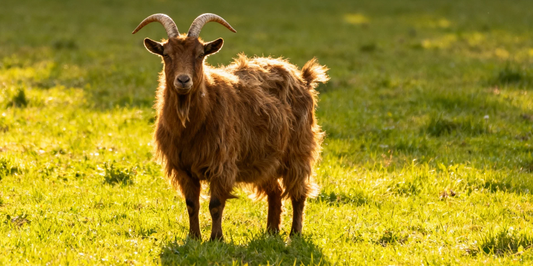 Goat Zodiac: Harmony, Creativity & Imperial Grace