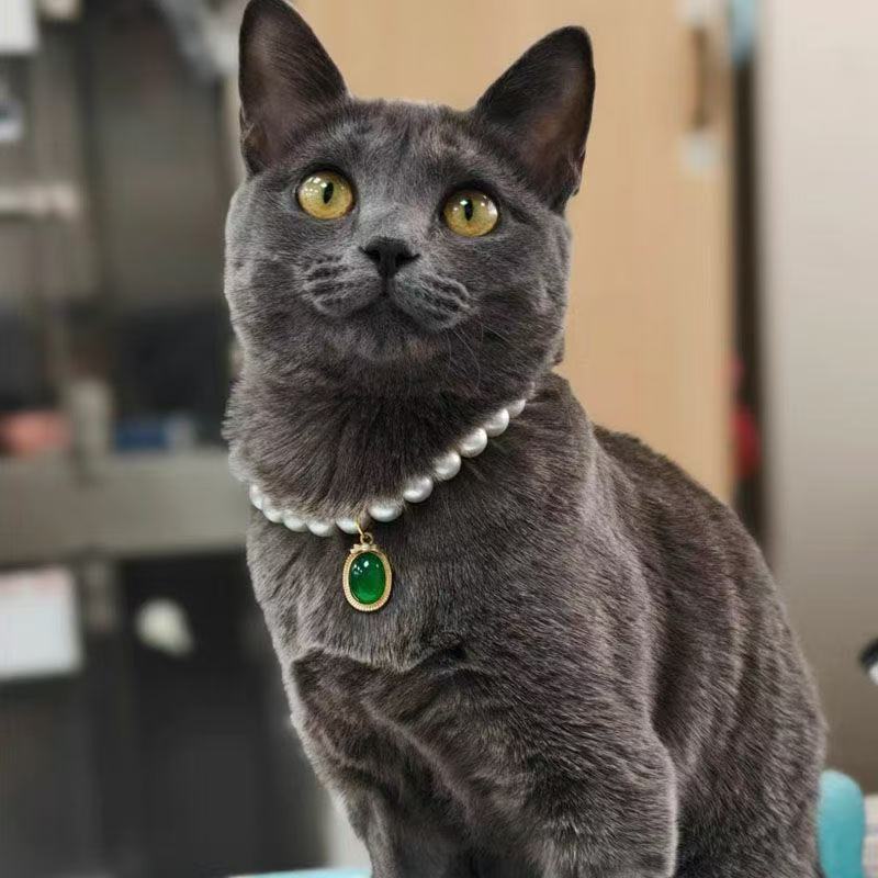 Pearl & Emerald Cat Collar – Cream pearl strand with green jade pendant on gray cat, gold tone luxury pet jewelry