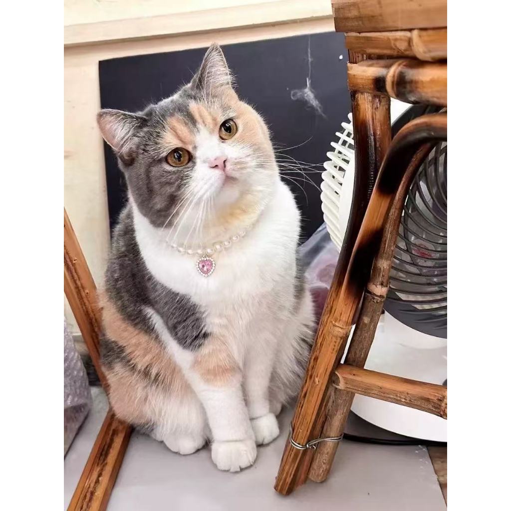 Crystal Heart Pet Necklace – Calico cat wearing pink heart pearl collar indoors by bamboo furniture