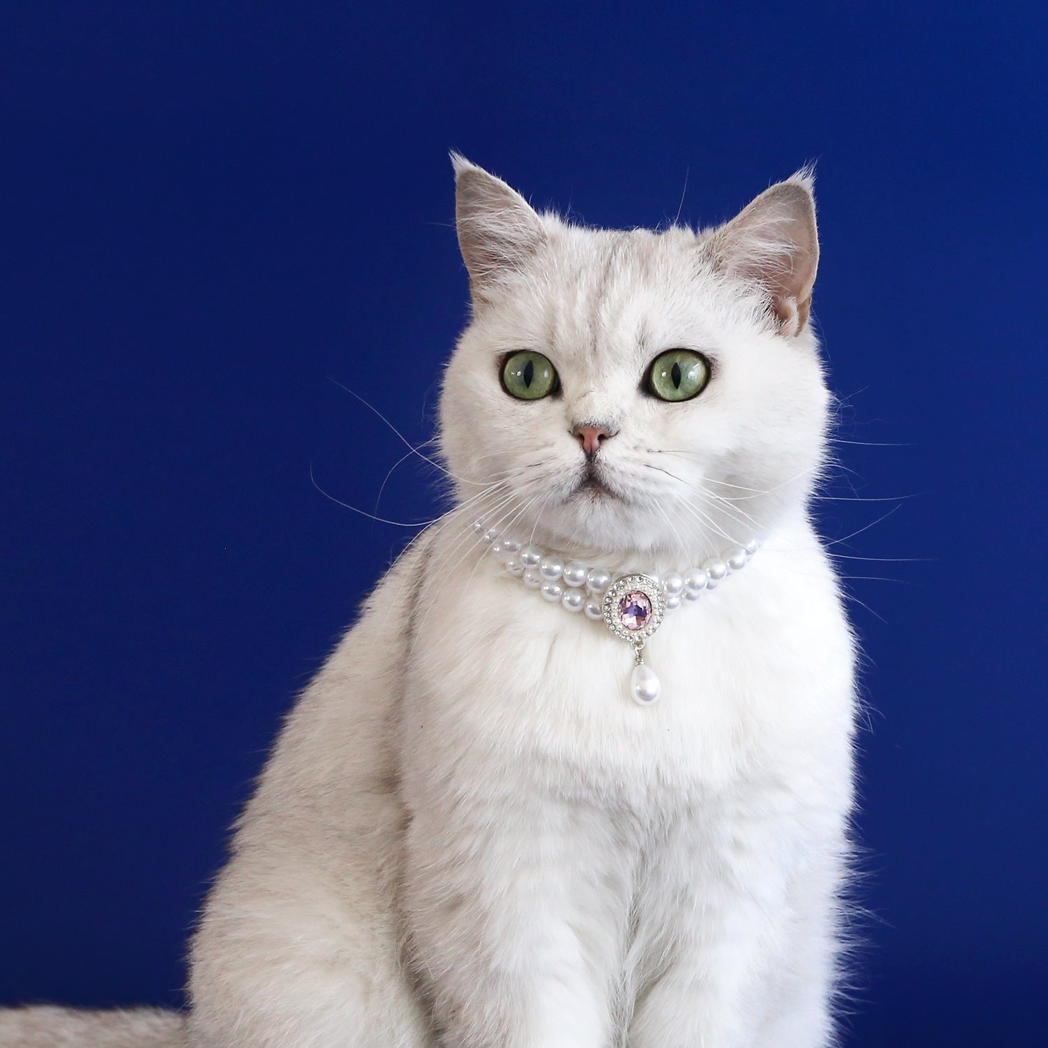 Luxury Pearl Pet Necklace – White cat wearing double-layer pearl collar with purple gemstone pendant, blue background Hauptbild