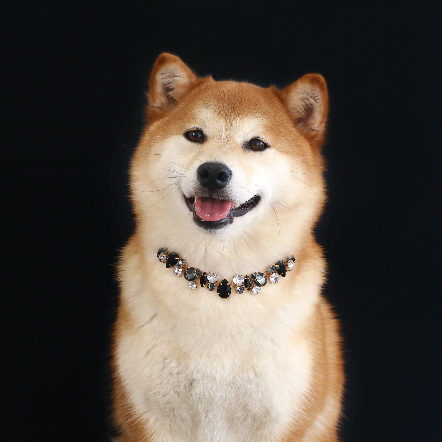 Pet Crystal Collar – Shiba Inu wearing black teardrop and clear crystal gold collar on black, luxury dog jewelry