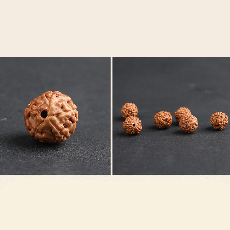 Rudraksha PiXiu Bracelet – Split image of single seed and multiple seeds on dark surface, material